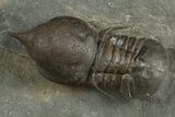 Pelagic Trilobite (Cyclopyge) Fossil - Huge Eyes #344605-2